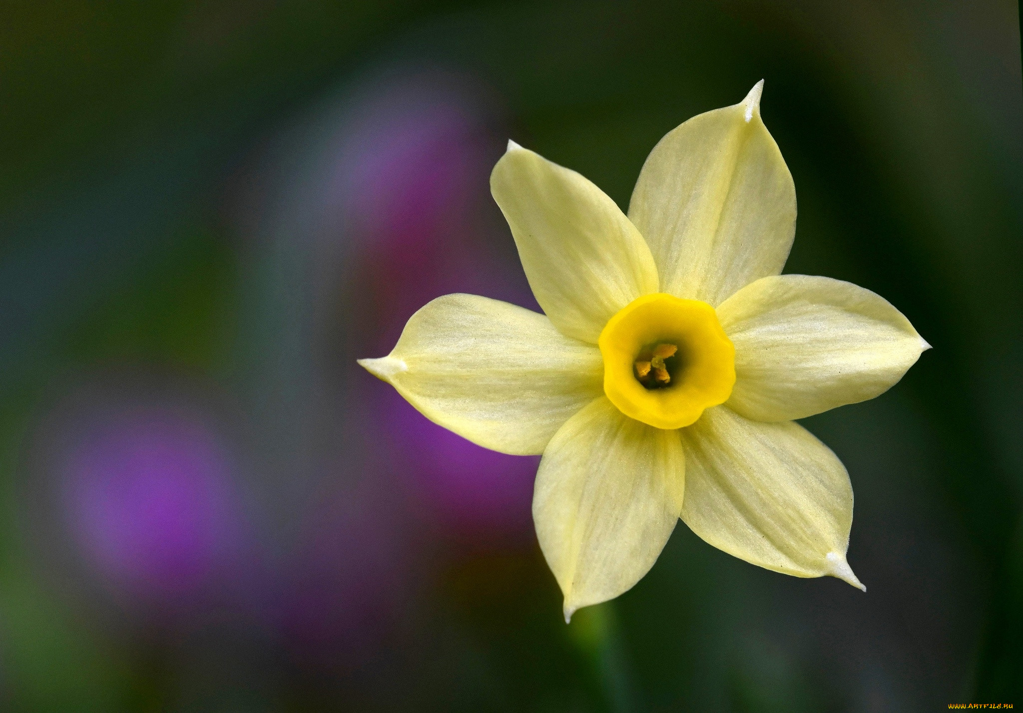 �����, ��������, ������, �������, �����